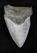 Bargain, Serrated Megalodon Tooth - Venice, FL #20558-1